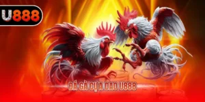đá gà cựa dao U888