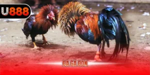 Đá gà đòn