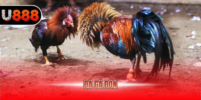 Đá gà đòn