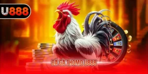 Đá gà Thomo U888