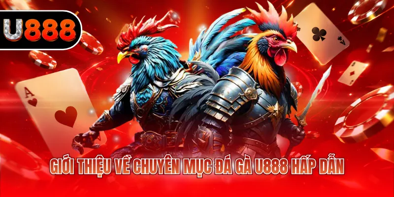 Giới thiệu về chuyên mục đá gà U888 hấp dẫn