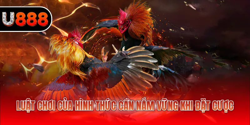 Đá Gà Thomo U888 - Xem Full Trận Đấu Nhanh Chóng 2026 3 Luật chơi của hình thức cần nắm vững khi đặt cược