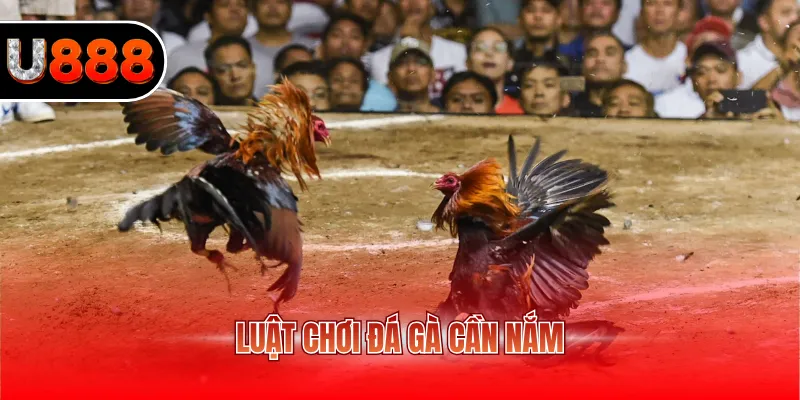 Luật chơi đá gà cần nắm