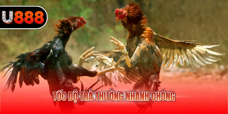Tốc độ trả thưởng nhanh chóng