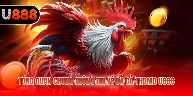 Đá Gà Thomo U888 - Xem Full Trận Đấu Nhanh Chóng 2026 2 Tổng quan chung thông tin về đá gà Thomo U888