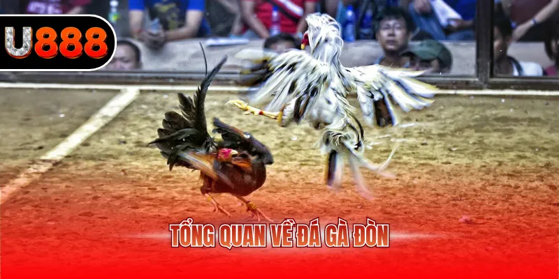 Tổng quan về đá gà đòn
